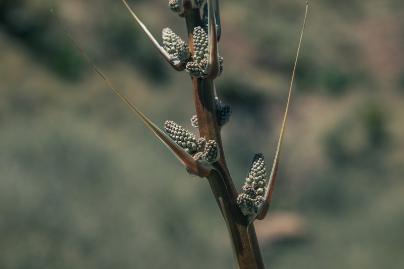 Bear grass yucca blossoms.