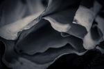 Petals