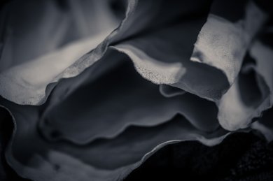 Petals