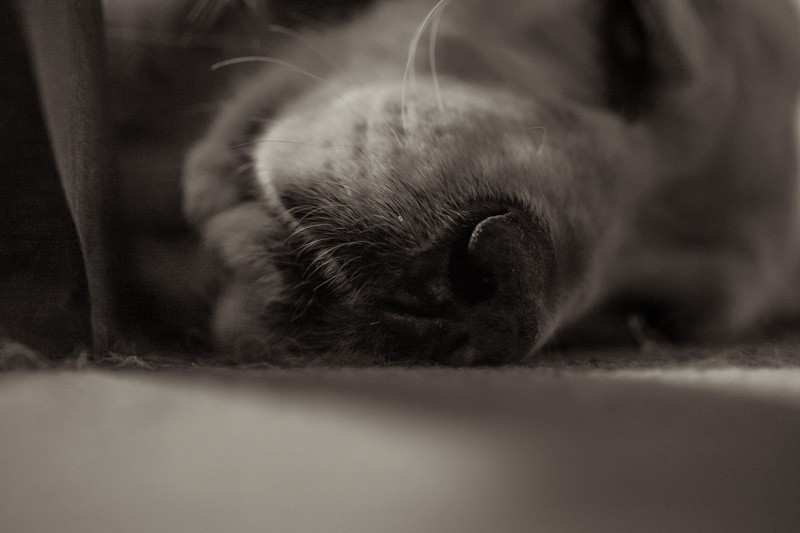 A dog sleeping.