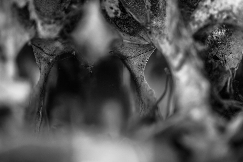 The interior of an animal skull.