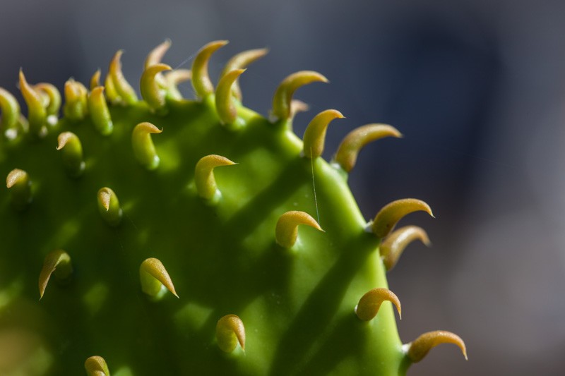 A newly formed cactus with newly formed spines and a spiderweb between them.