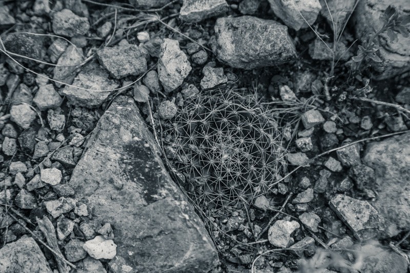 A small, flat cactus hidden in the ground.