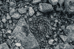 Minefield