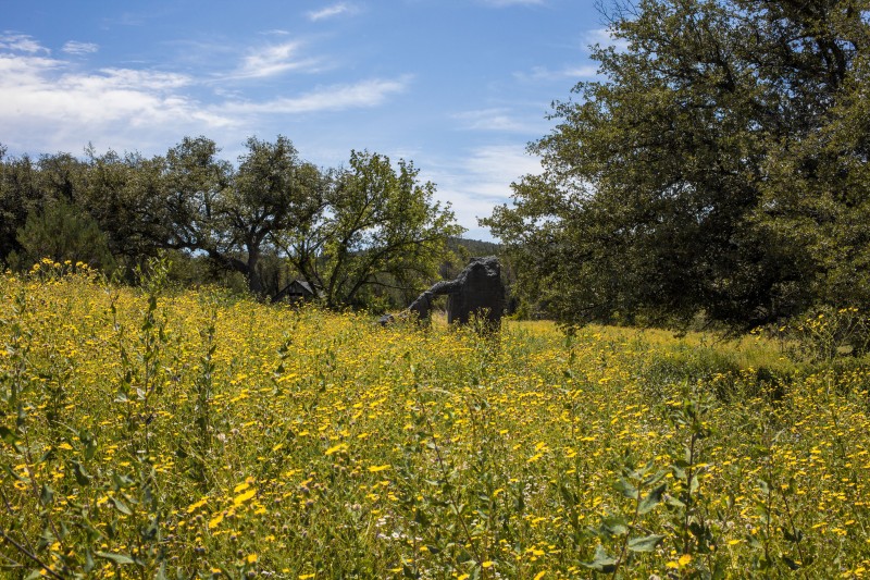 The ruins at Camp Rucker disappear into a sea of wildflowers.