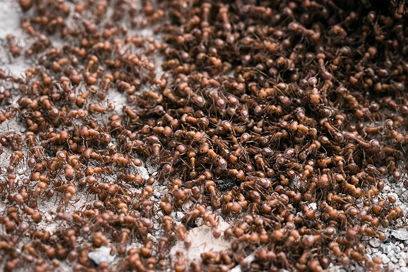 Thousands of red harvester ants covering the ground.
