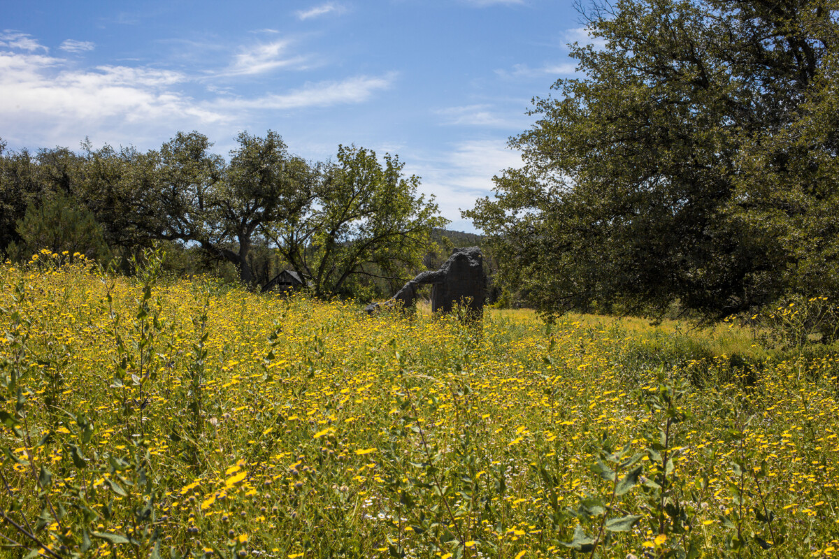 The ruins at Camp Rucker disappear into a sea of wildflowers.