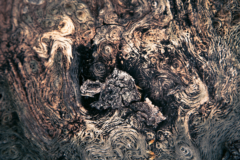 Patterns in bark resembling the painting by Van Gogh.