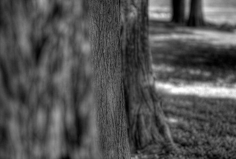 Three trees in a row.